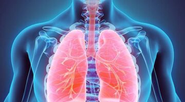 3D illustration of Lungs - Part of Human Organic.